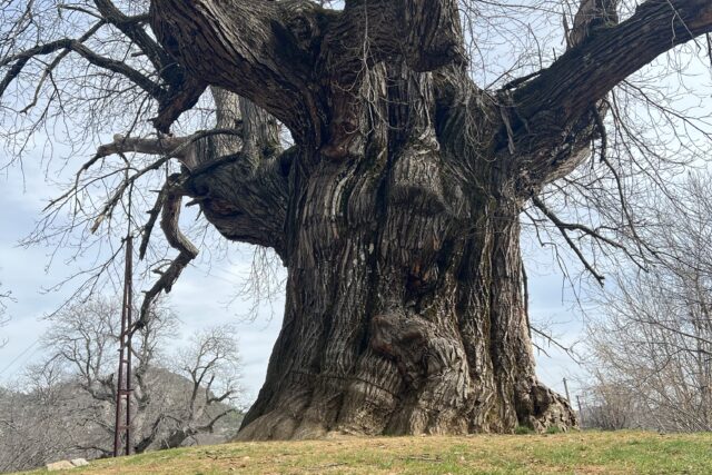 1.000 Jahre alter Baum, Türkei